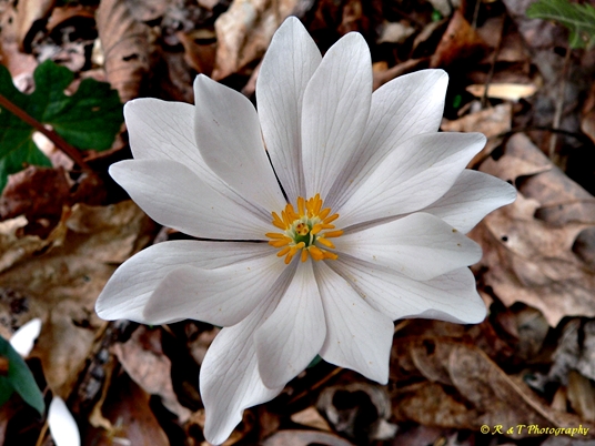 {Sanguinaria canadensis}
